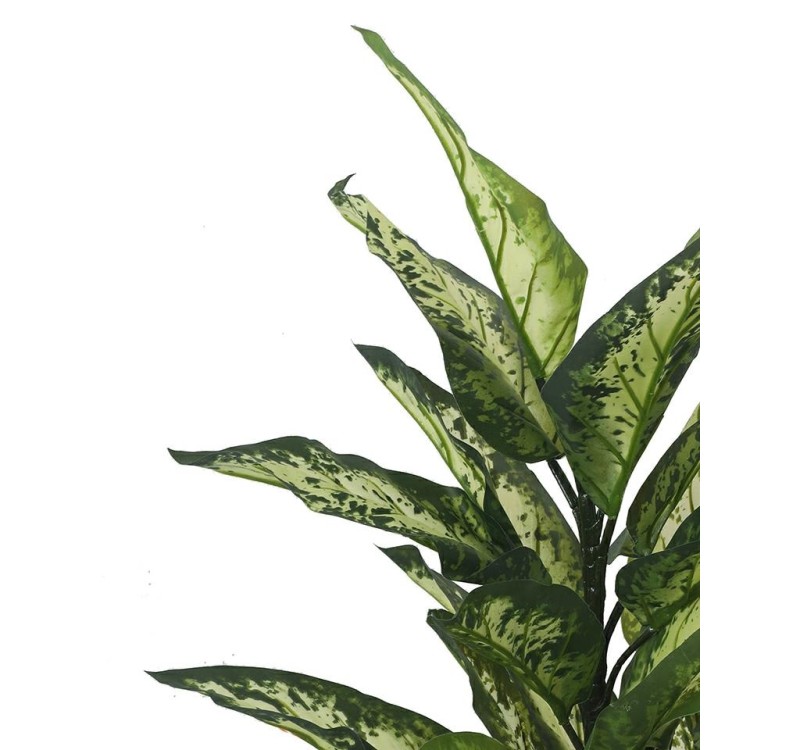 KARE roślina dekoracyjna DIFENBACHIA 100  cm